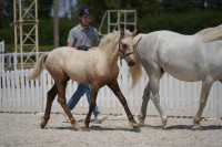 Vente de poney